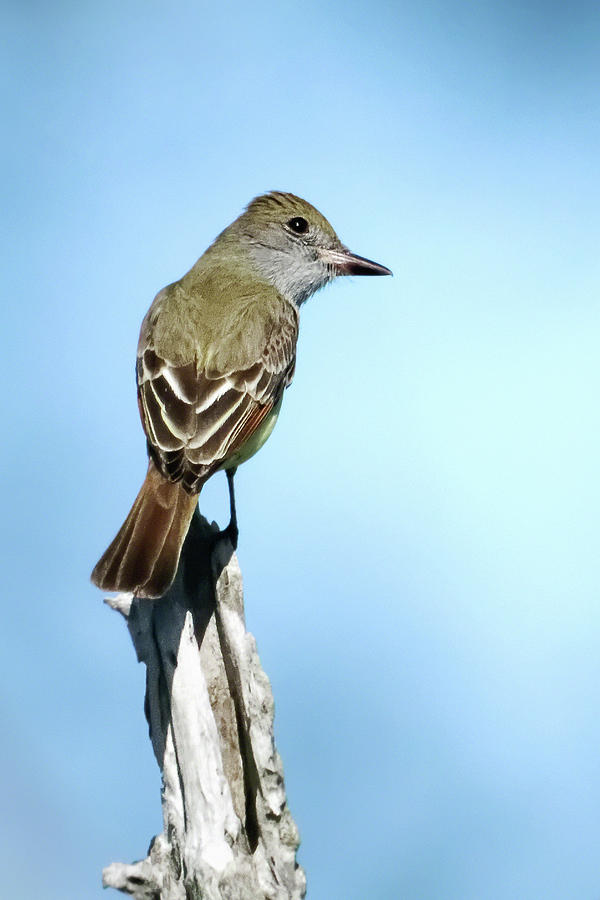 Great Crested Flycatcher I Photograph by Dawn Currie