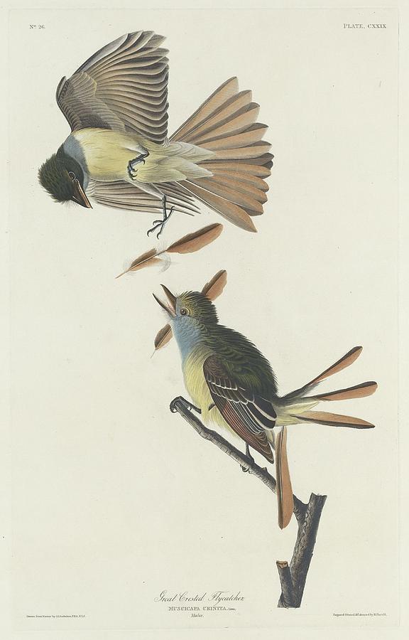 Great Crested Flycatcher Drawing by Dreyer Wildlife Print Collections