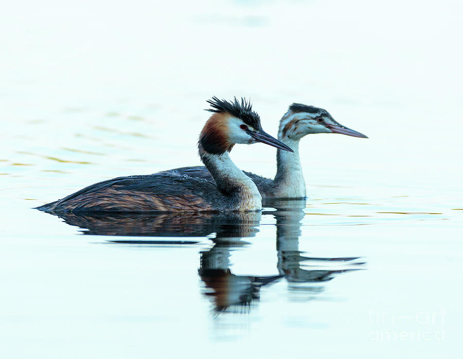Great crested grebe adult and juvenile Photograph by Ragnar Lothbrok