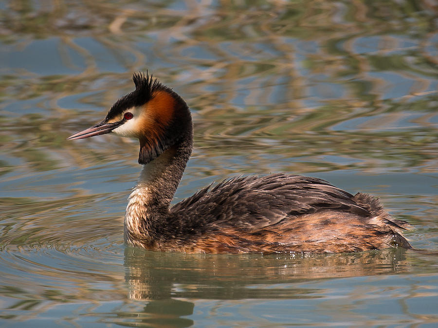 Great Crested Grebe Photograph by Claudio Maioli