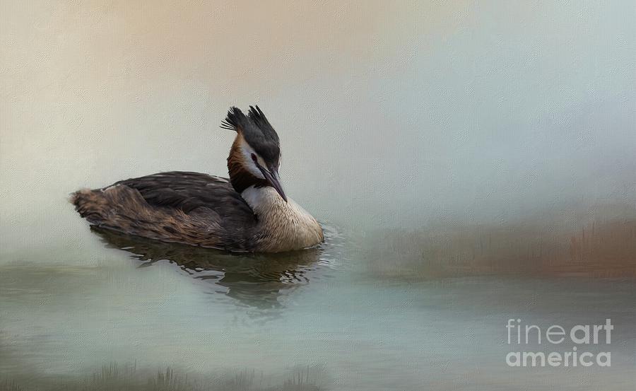 Great Crested Grebe Photograph by Eva Lechner