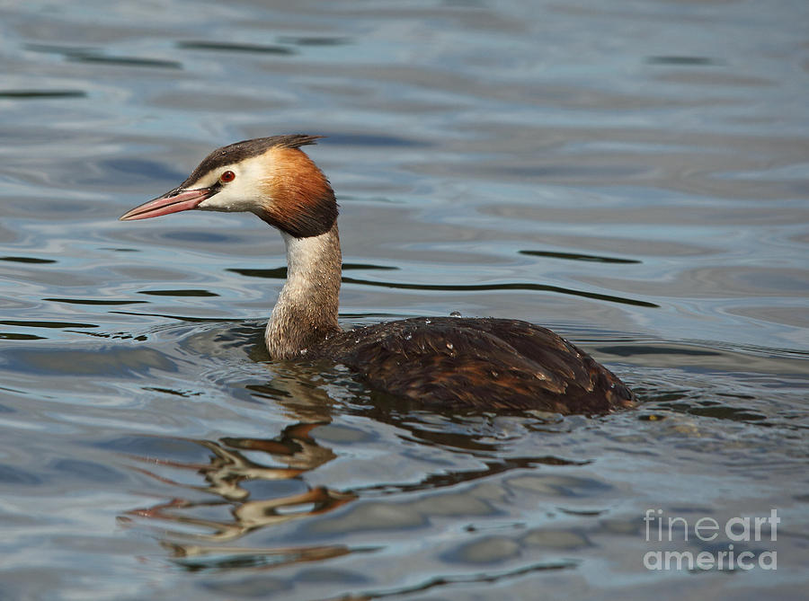 Great Crested Grebe Photograph by Maria Gaellman