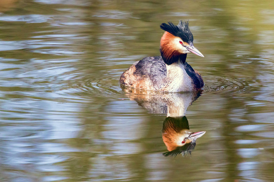 Great Crested Grebe Photograph by Nadia Sanowar