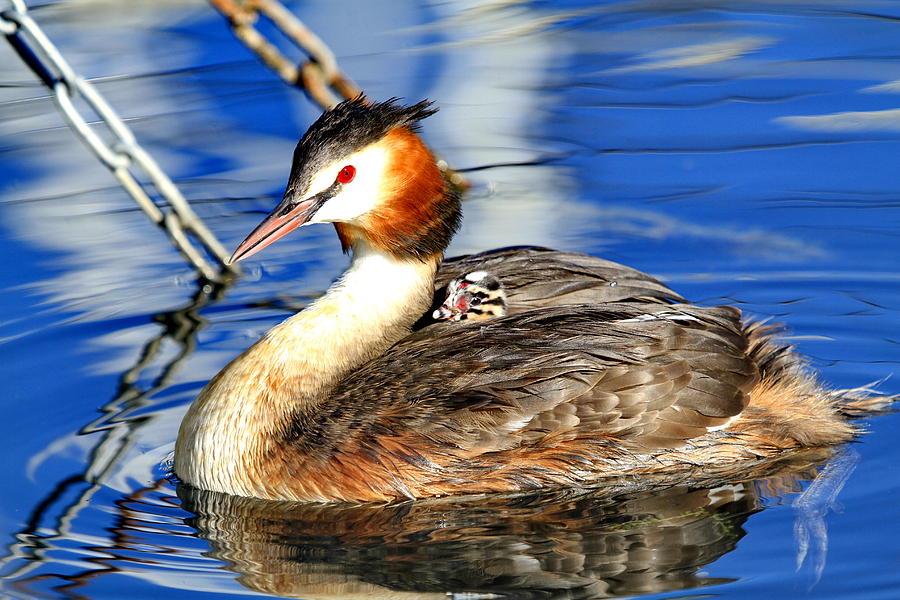 Great Crested Grebe With His Baby Photograph