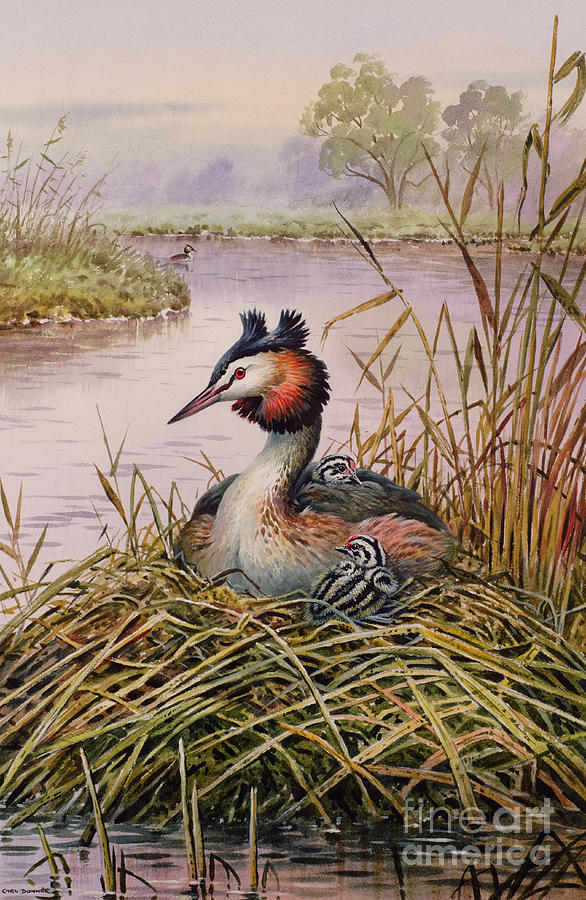 Great Crested Grebes Painting by Carl Donner