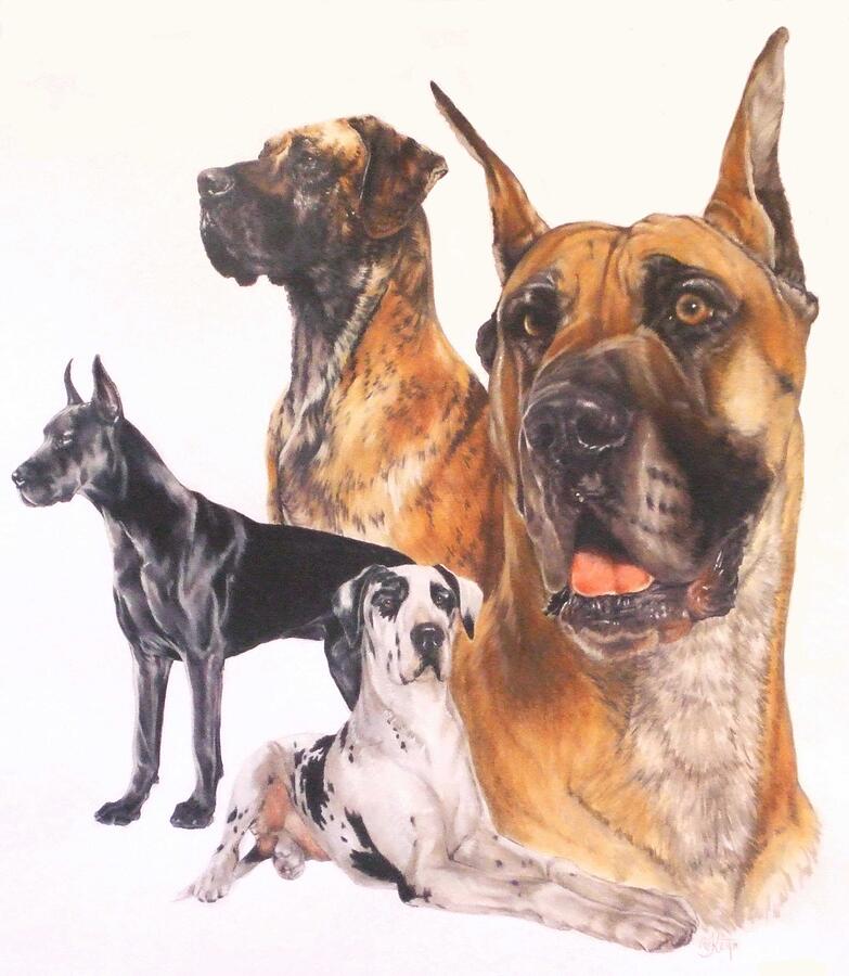 Great Dane Montage Drawing by Barbara Keith