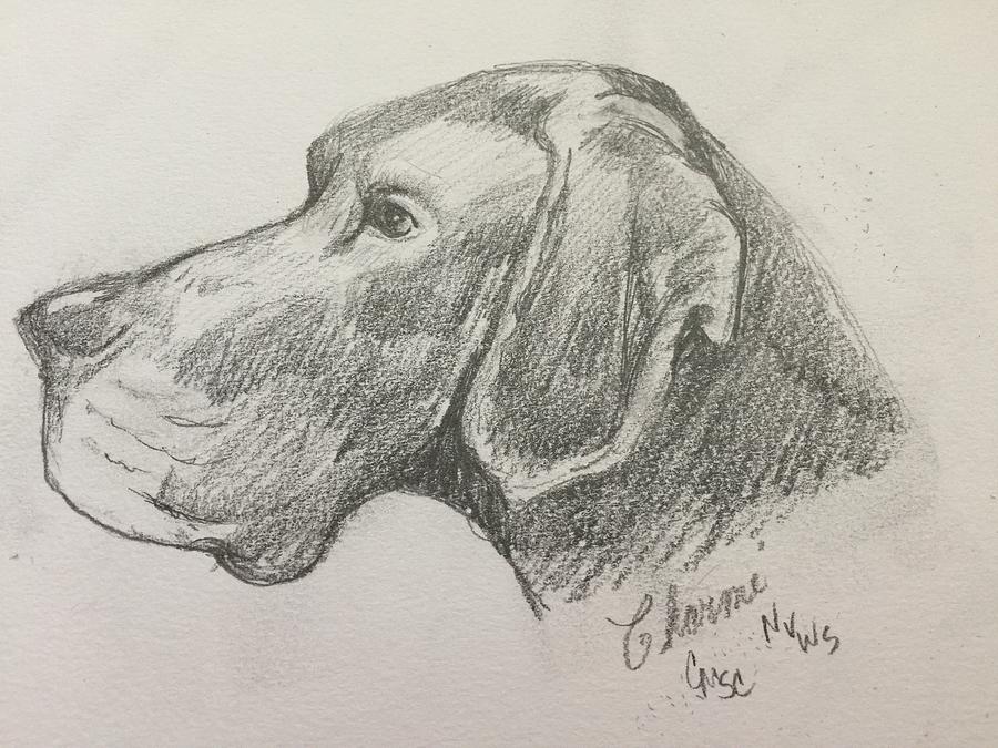 Great Dane Drawing by Charme Curtin