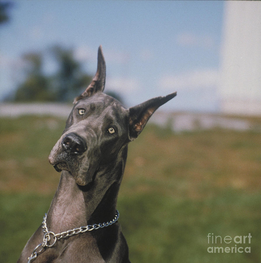 Great Dane Photograph by Jeanne White