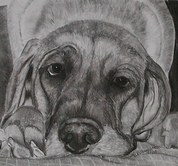 Great Dane Drawing by Karen Stillwagon