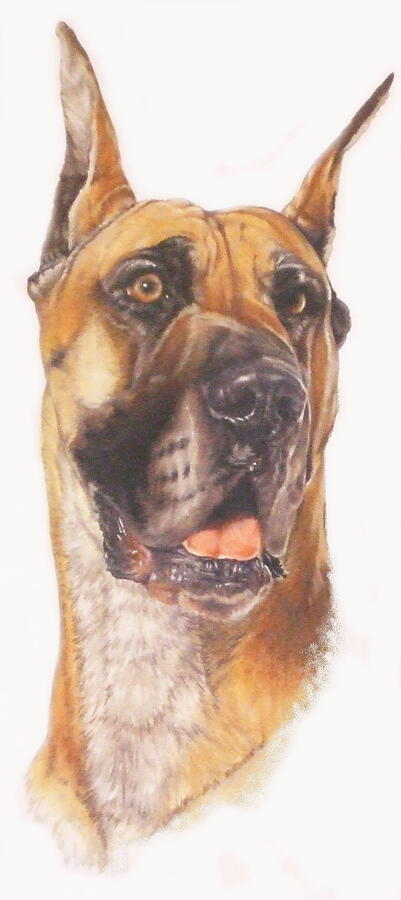 Great Dane in Color Mixed Media by Barbara Keith