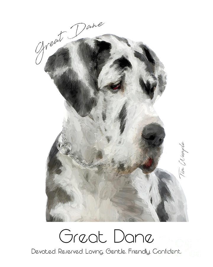 Great Dane Poster 2 Digital Art by Tim Wemple