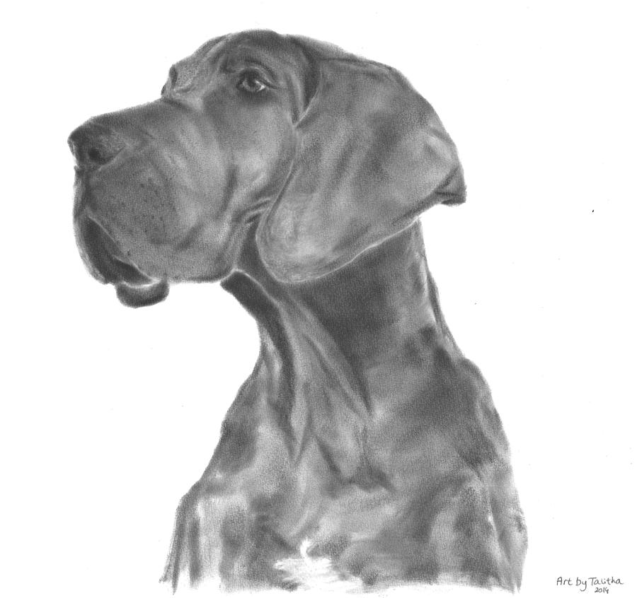 Great Dane Pup Pastel By Art By Talitha - Pixels