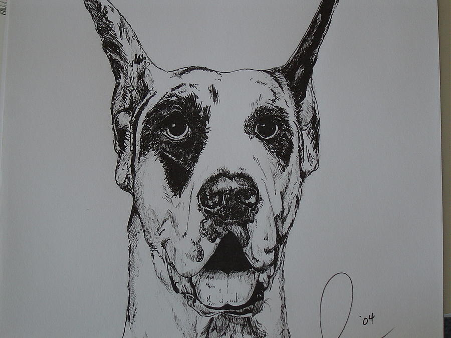 Dog Drawing - Great Dane  by Raymond Nash