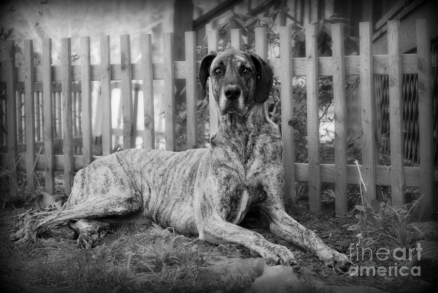 Great Dane Rufus Photograph by Lila Fisher-Wenzel