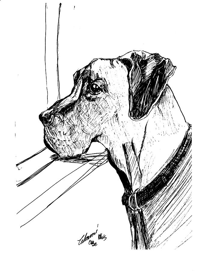 Great Dane Waiting Drawing by Charme Curtin