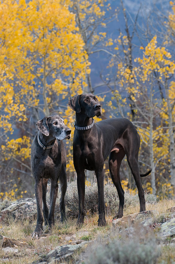 Great Danes and fall colors Photograph by Matthew Lit