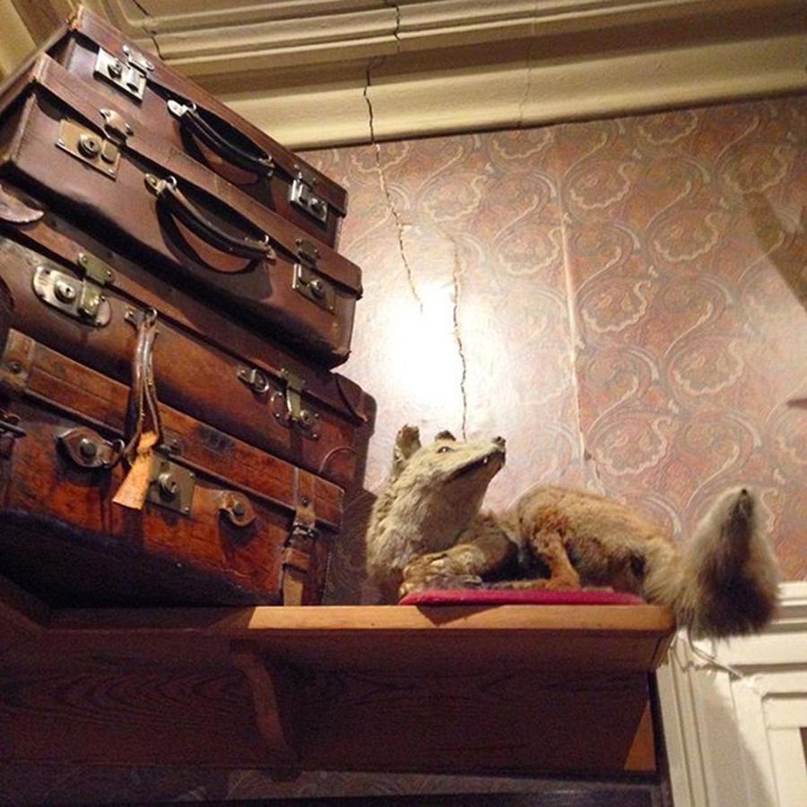 Taxidermy Photograph - Great Display At The Pub! 
#taxidermy by Jennie Davies
