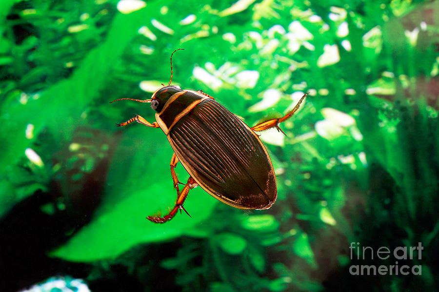 Great Diving Beetle Dytiscus Marginalis Photograph by Gerard Lacz