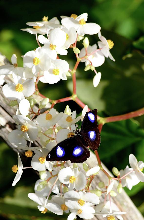 Great Eggfly Butterfly Photograph by Richard Bryce and Family