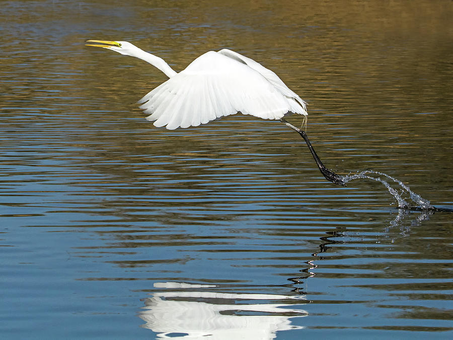Great Egret 0232-120417-1cr Photograph by Tam Ryan
