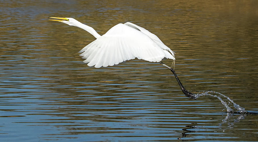 Great Egret 0232-120417-2cr Photograph by Tam Ryan