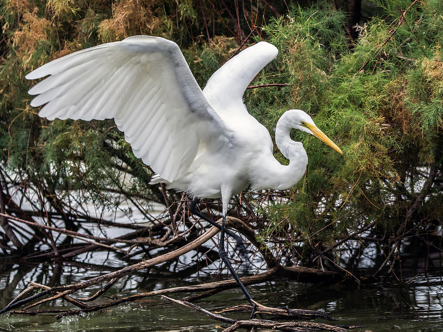 Great Egret 0292-120517-1cr Photograph by Tam Ryan