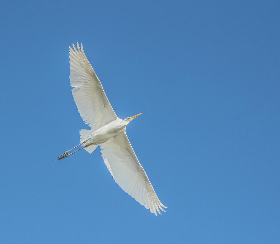 Great Egret 1004-010518-1cr Photograph by Tam Ryan