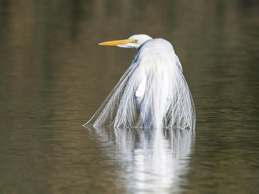 Great Egret 1038-010518-1cr Photograph by Tam Ryan