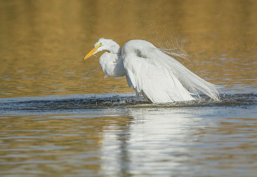 Great Egret 1057-010518-1cr Photograph by Tam Ryan