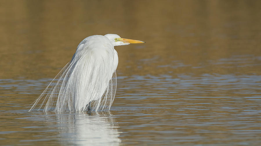 Great Egret 1060-010518-1cr Photograph by Tam Ryan