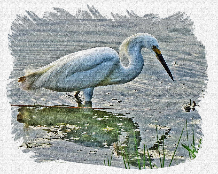 Great Egret 1157-2 Photograph by T Guy Spencer