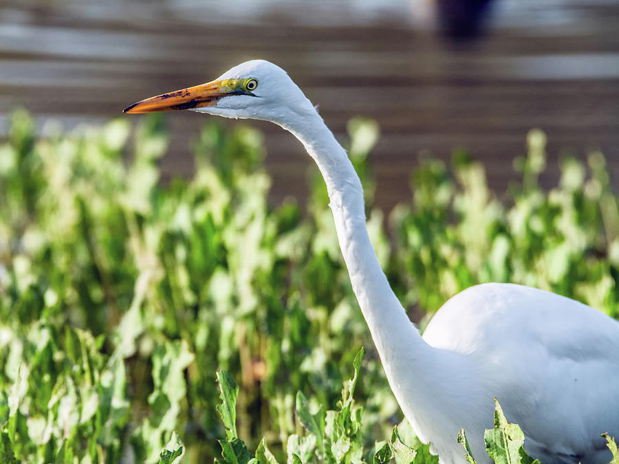Great Egret 1248-011017-1cr Photograph by Tam Ryan