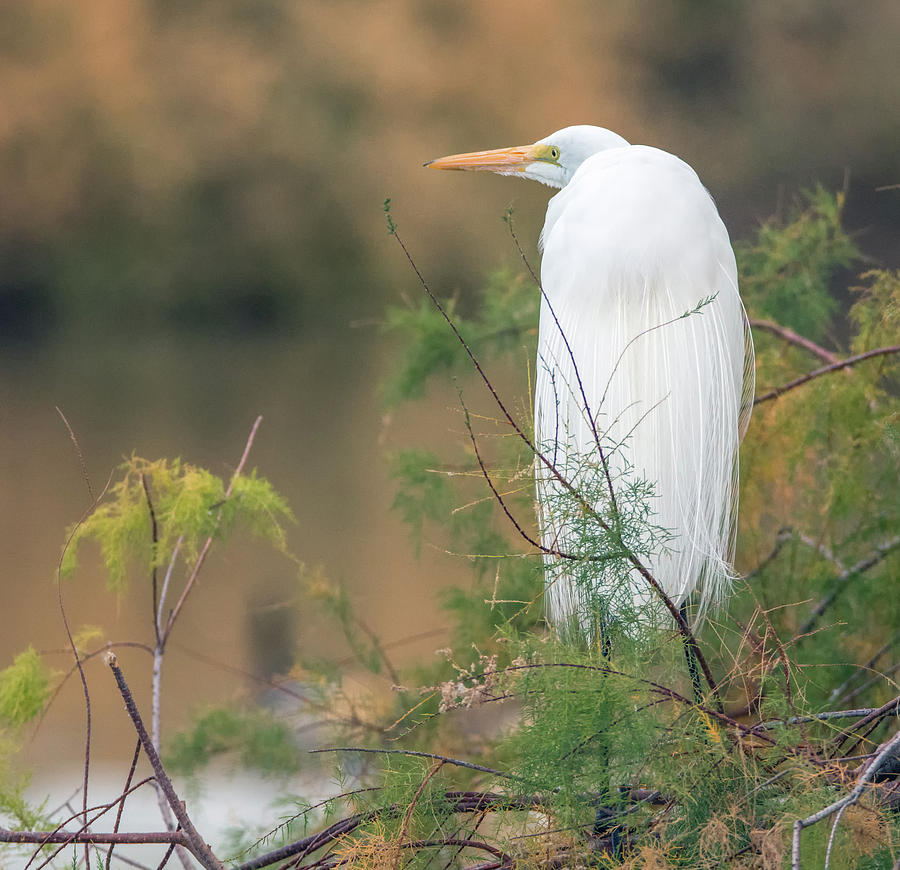 Great Egret 1278-011518-1cr Photograph by Tam Ryan