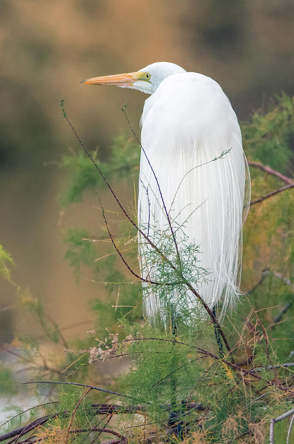 Great Egret 1278-011518-2cr Photograph by Tam Ryan