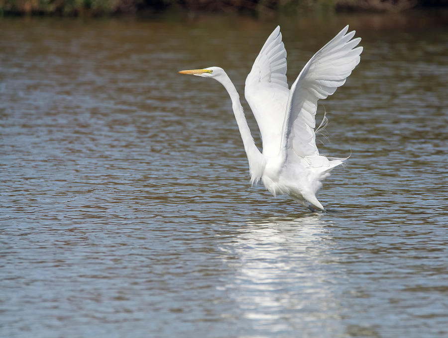 Great Egret 1626-031118-1cr Photograph by Tam Ryan