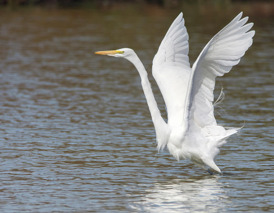 Great Egret 1626-031118-2cr Photograph by Tam Ryan