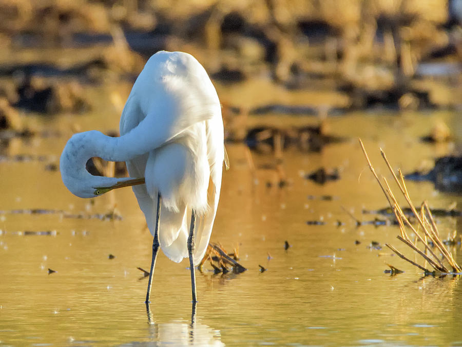 Great Egret 1704-111817-1cr Photograph by Tam Ryan