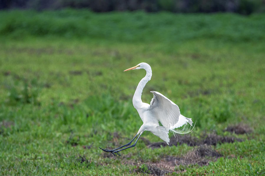 Great Egret 1909-020617-1 Photograph by Tam Ryan