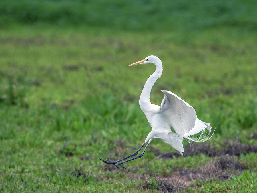 Great Egret 1909-020617-1cr Photograph by Tam Ryan