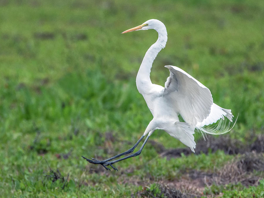 Great Egret 1909-020617-2cr Photograph by Tam Ryan