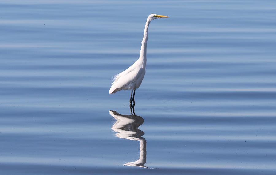 Great Egret - 2  Photograph by Christy Pooschke