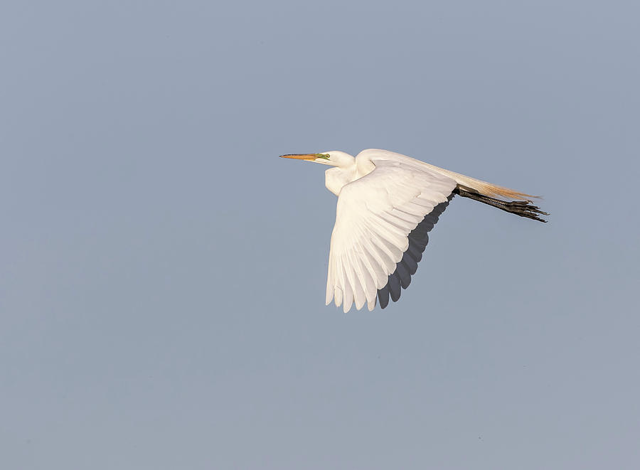 Great Egret 2017-1 Photograph by Thomas Young