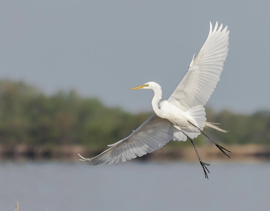 Great Egret 2018-2 Photograph by Thomas Young