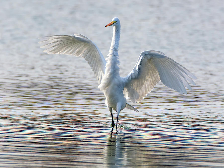 Great Egret 2805-012218-1cr Photograph by Tam Ryan