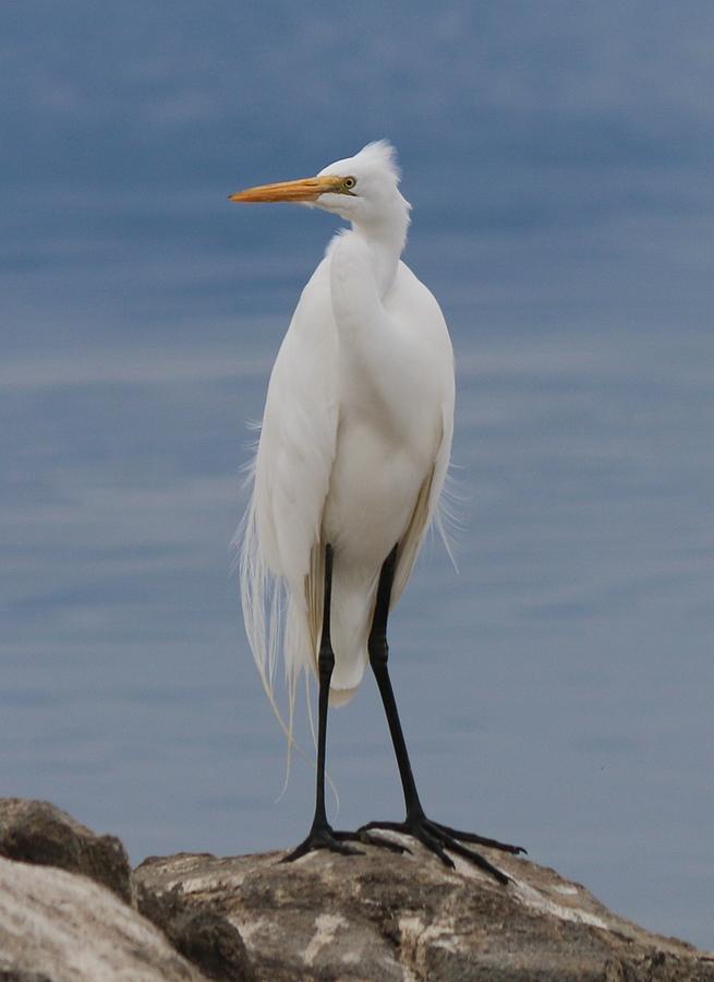 Great Egret - 3 Photograph by Christy Pooschke