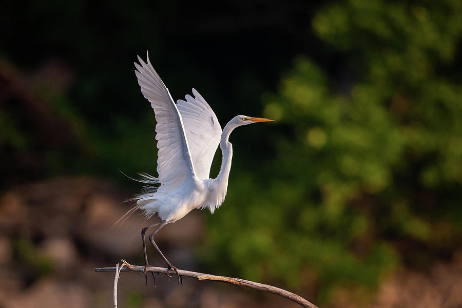 Great Egret 3172 Photograph by Jeff Phillippi