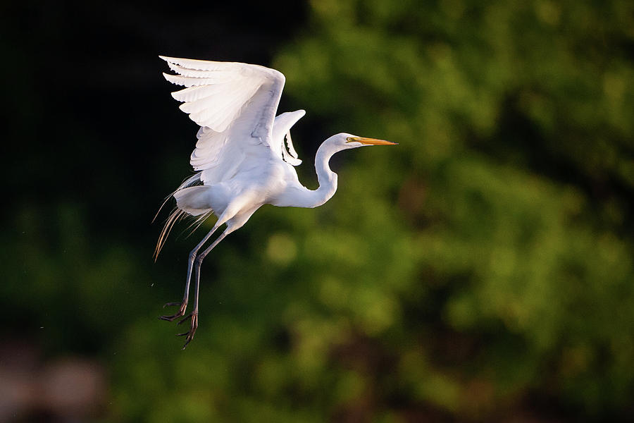Great Egret 3174 Photograph by Jeff Phillippi