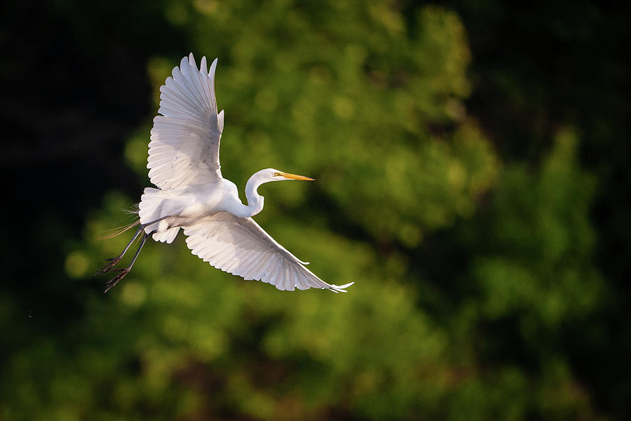 Great Egret 3175 Photograph by Jeff Phillippi