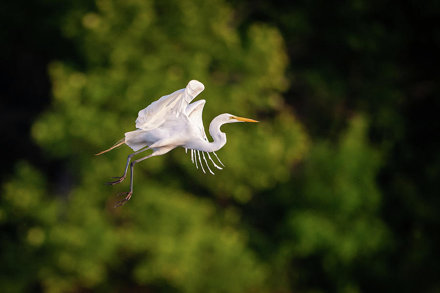 Great Egret 3176 Photograph by Jeff Phillippi