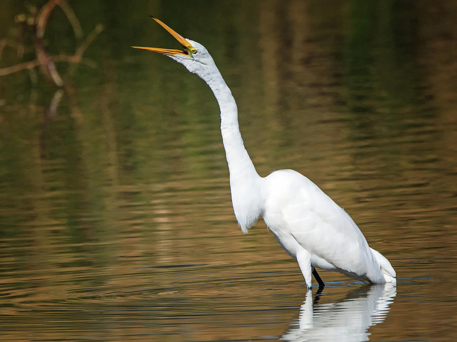 Great Egret 3741-112317-1cr Photograph by Tam Ryan